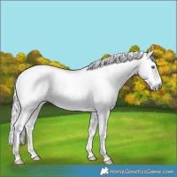 Horse Color:Gray Cremello Dun Sabino 