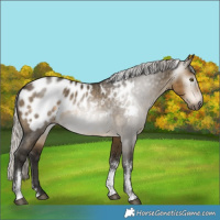 Horse Color:Gray Silver Buckskin Dun Sabino Blanket Brindle 