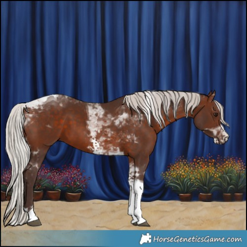 Horse Color:Silver Brown Sabino Tobiano