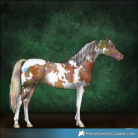 Horse Color:Nacre White Spotted Chocolate Palomino Tobiano 