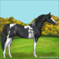Horse Color:White Spotted Black Tobiano 