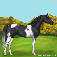 Horse Color:Black Tobiano 