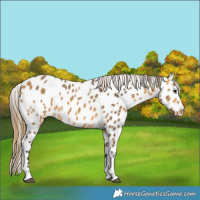 Horse Color:Buckskin Sabino Appaloosa 