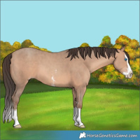 Horse Color:Sable Champagne Sabino Splash 