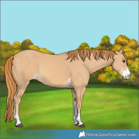 Horse Color:Red Dun Sabino Tobiano Rabicano 