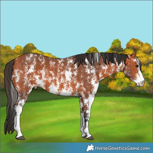 Horse Color:Bay Sabino 