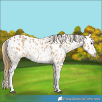 Horse Color:Buckskin Sabino Splash Near Leopard 