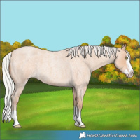 Horse Color:Silver Amber Champagne Roan Splash 