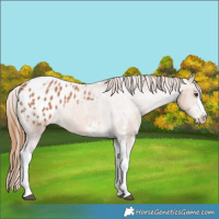 Horse Color:Chestnut Sabino Tobiano Appaloosa Rabicano 