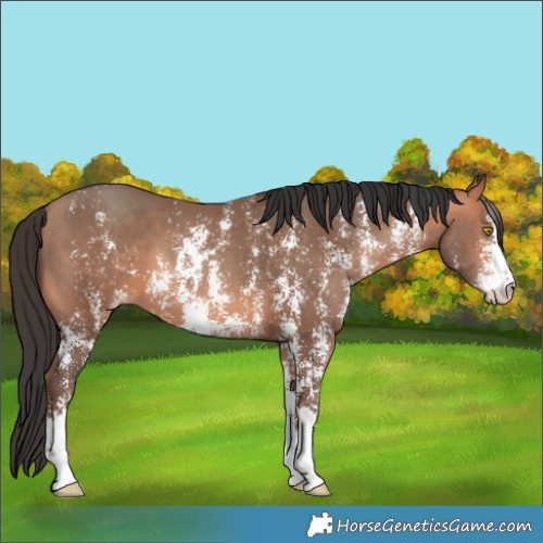 Horse Color:Sable Champagne Sabino 