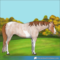 Horse Color:Red Roan Splash Tobiano Rabicano 