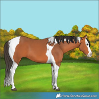 Horse Color:Bay Splash Tobiano 