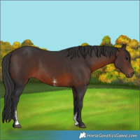 Horse Color:Brown Sabino 