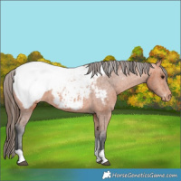 Horse Color:Bay Tobiano Snowcap 