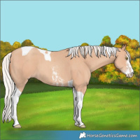 Horse Color:Silver Amber Champagne Sabino Tobiano 