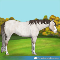 Horse Color:Classic Champagne Roan Dun Splash