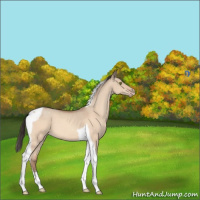 Horse Color:Sable Champagne Dun Tobiano 