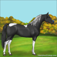 Horse Color:Black Tobiano 