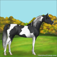 Horse Color:Black Tobiano 
