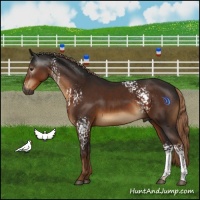 Horse Color:Gray White Spotted Liver Chestnut
