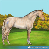 Horse Color:Palomino Roan 