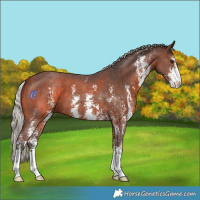 Horse Color:Silver Brown Sabino 