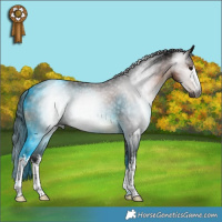 Horse Color:Gray White Spotted Bay