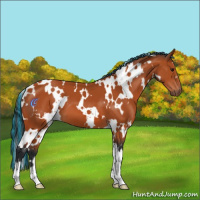 Horse Color:Painted White Spotted Bay 