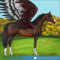 Horse Color:Brown Rabicano 
