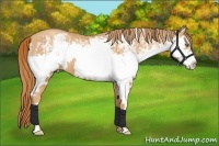 Horse Color:White Spotted Gold Champagne Splash Frame 
