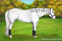 Horse Color:Silver Classic Champagne Dun Sabino Splash Blanket 