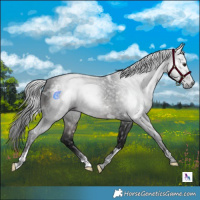Horse Color:Gray White Spotted Brown