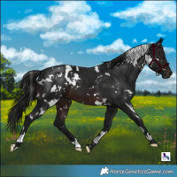Horse Color:Gray White Spotted Brown 