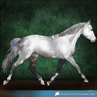 Horse Color:Gray White Spotted Brown 