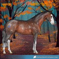 Horse Color:White Spotted Brown 