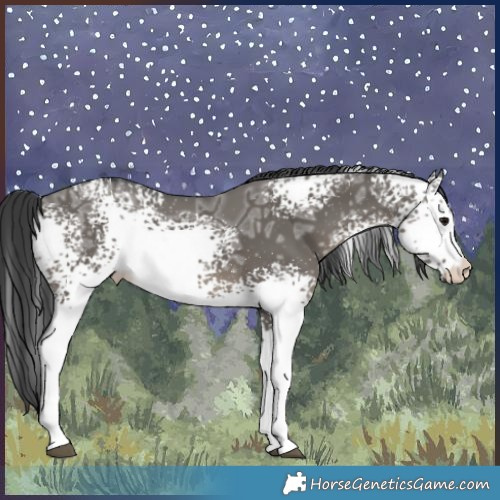 Horse Color:White Spotted Grullo Ice Rabicano 