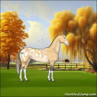Horse Color:Buckskin Dun Splash Appaloosa