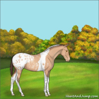 Horse Color:Amber Champagne Tobiano Appaloosa 