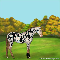 Horse Color:Red Dun Roan Near Leopard 