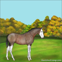 Horse Color:Gray Buckskin Roan Splash 