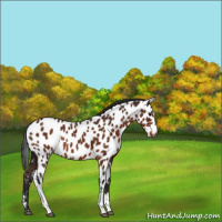 Horse Color:Gray Buckskin Appaloosa 