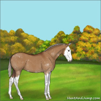 Horse Color:Gray Silver Bay Roan Dun Sabino Splash 
