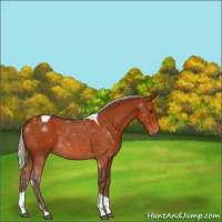 Horse Color:Silver Brown Tobiano 
