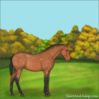 Horse Color:Bay Roan 