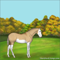 Horse Color:Gray Palomino Dun Splash 