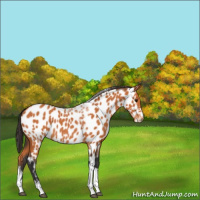 Horse Color:Bay Tobiano Appaloosa 