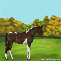 Horse Color:Midnight Bay Tobiano 