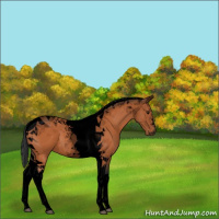 Horse Color:Void Bay Tobiano 