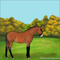 Horse Color:Bay Splash