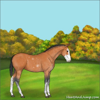 Horse Color:Bay Sabino Splash
